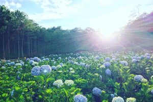 luxury tour mui ne — da Lạt 3 day